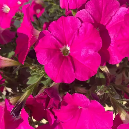 فندق Hegemann Garni