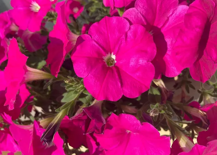 Hotel Hegemann Garni